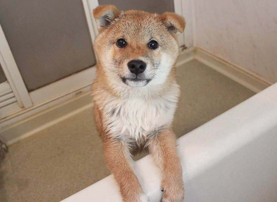 柴犬たま Shibainu Tamaさんのインスタグラム写真 - (柴犬たま Shibainu TamaInstagram)「おしゅし初めてのシャンプー🚿 * まずはコイから🐶 最初はちょっと驚いてたけど、意外と肝っ玉が座っているコイちゃん🤭問題なくシャンプー出来ました👌 * Caption trans🇬🇧 Sushi brothers washed for the first time🚿 First from Koi🐶 Koi was able to run without problems because he was courageous👌 * #たま家族 #柴犬コイ #お風呂 #シャンプー #濡れコイ #ふわもこ #たれみみ #かなりひし形 #あご黒 #ハートマーク #柴犬 #shiba #shibainu #shibastagram #犬 #dog #柴犬子犬 #子犬 #shibapuppy #shibainupuppy #puppy」3月28日 9時58分 - tama7653