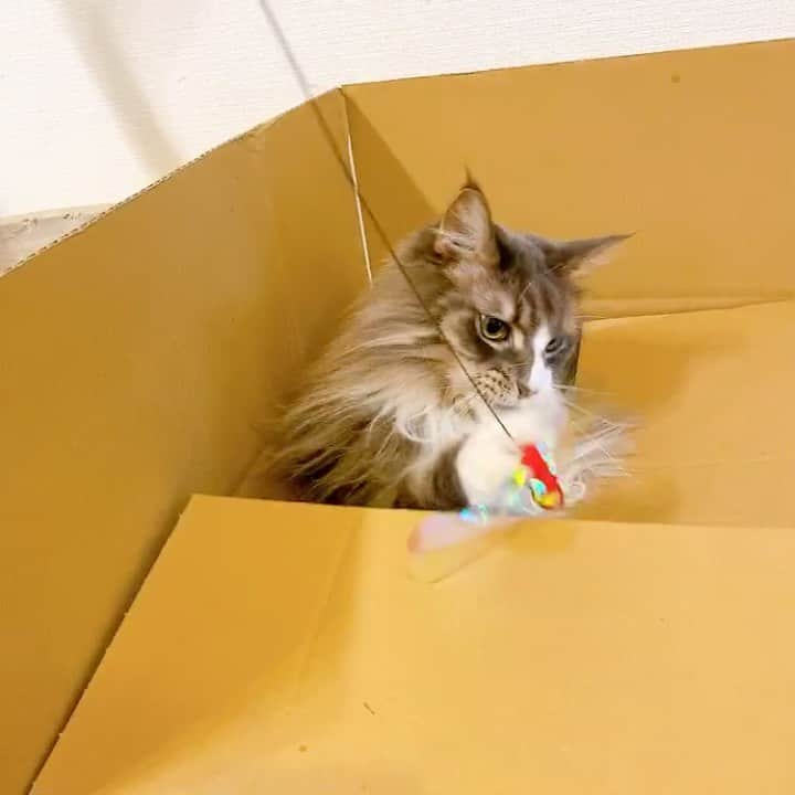 のインスタグラム：「favorite toy _  #ぷーぷー #ねこ #猫 #メインクーン #cat #catstagram #catsagram #catsofinstagram #cats_of_world #catlover #catlovers #catholic #cat_of_instagram #catlife #mainecoon #mainecoonlife #mainecoonlover #fluffy #bigcat #ねこ部 #ふわもこ部 #メインクーン部  #にゃんすたぐらむ #ねこすた #ねこすたぐらむ  #ねこと暮らす」