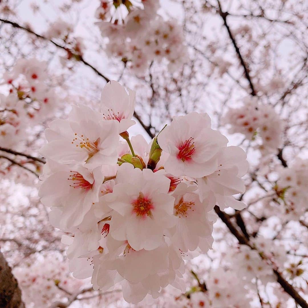 三宿菜々さんのインスタグラム写真 - (三宿菜々Instagram)「. 菜の花と桜の組み合わせが 1番好きー😚🌸🌼 . 今年は出店がないからと、 親友が桜祭りを味わえるお弁当 作ってきてくれました🥰」3月28日 10時20分 - mishuku_nana