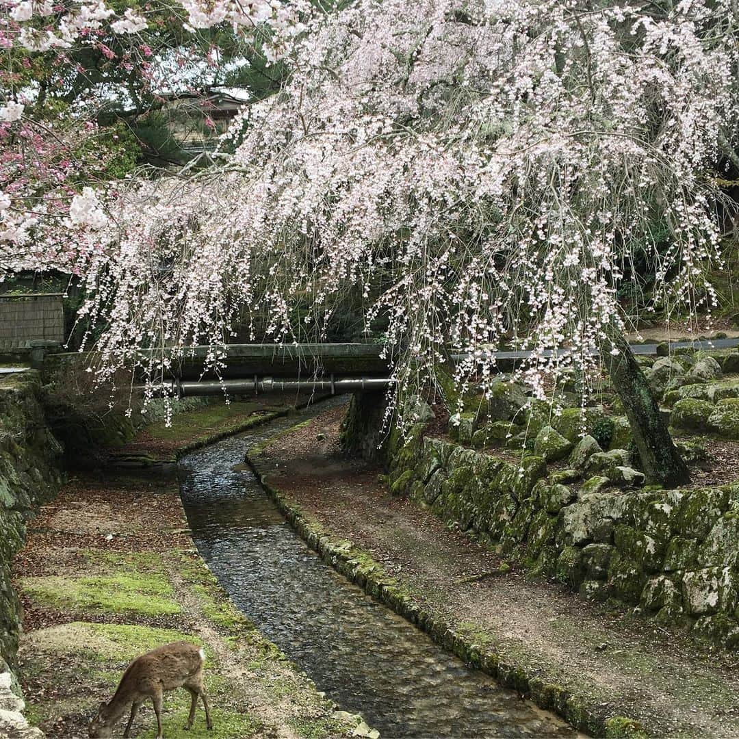 TRUNKさんのインスタグラム写真 - (TRUNKInstagram)「宮島の桜の様子です^ ^  外出自粛の地域もあり、なかなか気軽にお出かけが難しいかなと思います。 今年はお花見ができないと思うので 少しでも楽しんでいただけたらと思いアップします^ ^  早く収束しますように。。。 穏やかに生活できますように。。。 来年の桜は是非宮島へもいらしてください^ ^  #宮島#広島#trunk宮島 #桜」3月28日 10時37分 - trunk2007