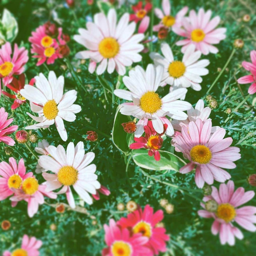中野敬久さんのインスタグラム写真 - (中野敬久Instagram)「#flower #flowersoflife #white #pink #hope #weekend」3月28日 10時39分 - hirohisanakano