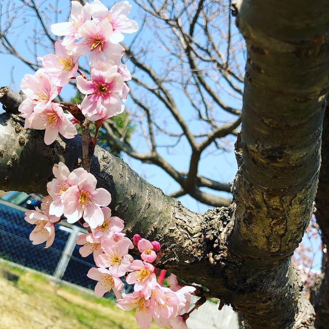 竹下佳江さんのインスタグラム写真 - (竹下佳江Instagram)「#桜 #いろいろあるけど #少しでも癒しになれば #ポジティブチャレンジ やり方がわからない🤣🤣🤣 #迫田さおり ごめんね🙏 #いろんなことについていけない #頑張れ私」3月28日 10時52分 - takechanman0318