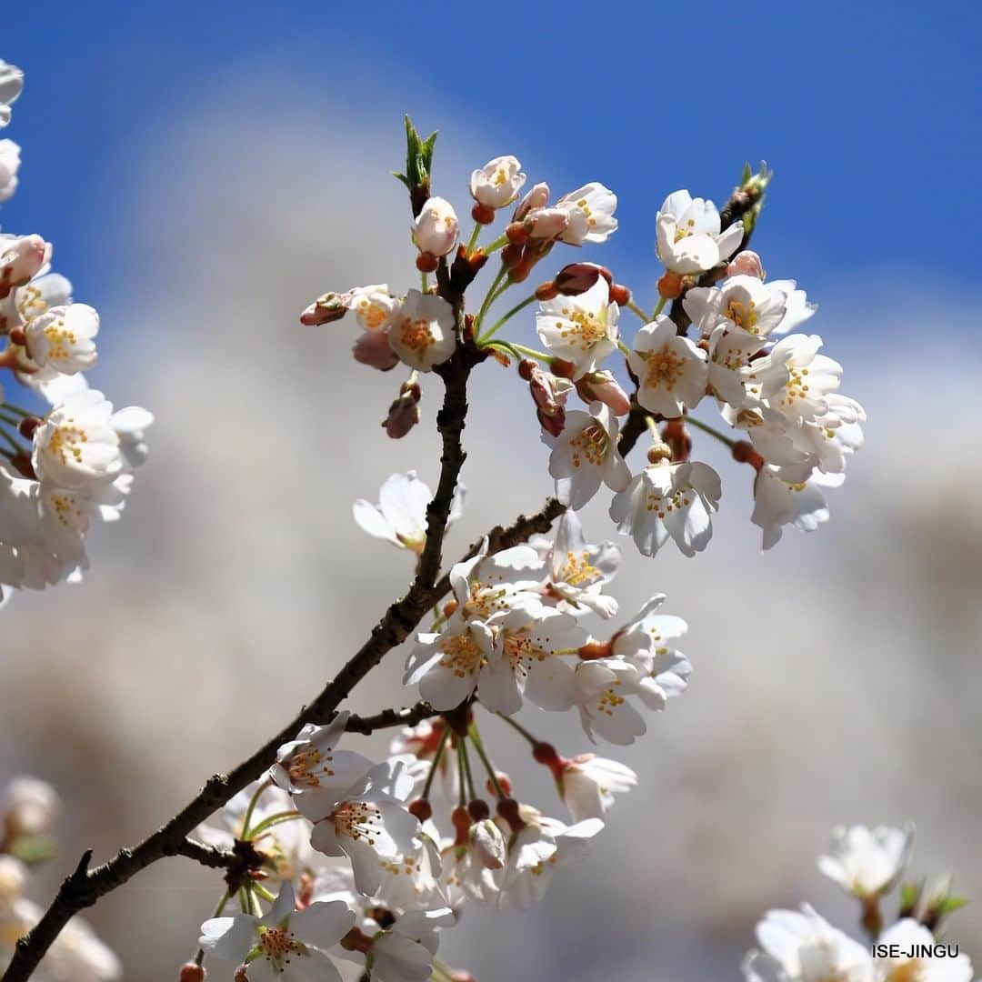 伊勢神宮さんのインスタグラム写真 - (伊勢神宮Instagram)「#伊勢神宮 #神宮 #神社 #心のふるさと #内宮 #桜 #神代桜 #春 #ISEJINGU #JINGU #SOUL_of_JAPAN #Japan #Jinja #Shinto #Naiku #sakura #cherryblossom #spring」3月28日 11時00分 - isejingu.official