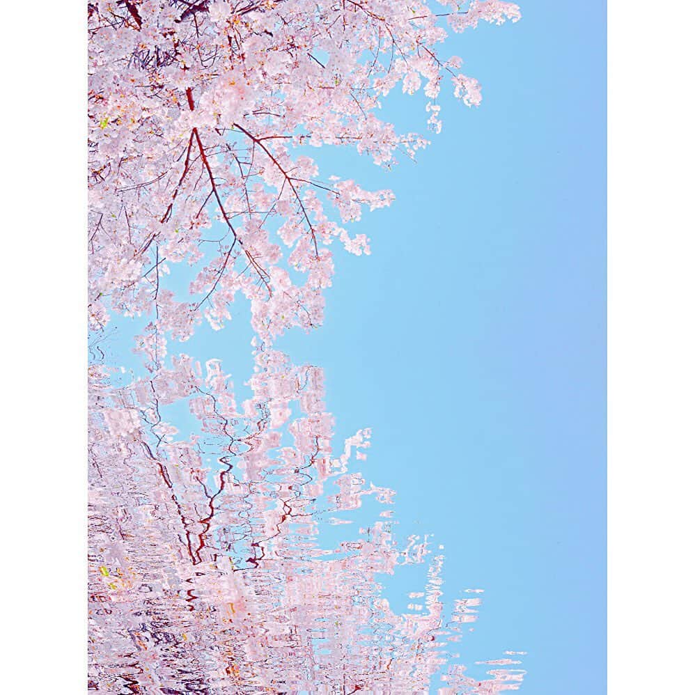 潘めぐみさんのインスタグラム写真 - (潘めぐみInstagram)「🌸 🌸 🌸 . #桜 #cherryblossom #sakura #サクラ #さくら #花 #flower #青空 #bluesky #青 #blue #空 #sky」3月28日 11時26分 - han_meg_han
