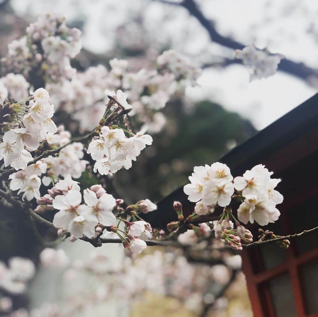ひうらさとるさんのインスタグラム写真 - (ひうらさとるInstagram)「ちょっと咲きかけの丸っこい桜もかわいいですよね。  #cherryblossom  #socialdistance  #stayathome」3月28日 11時38分 - marikosatoru