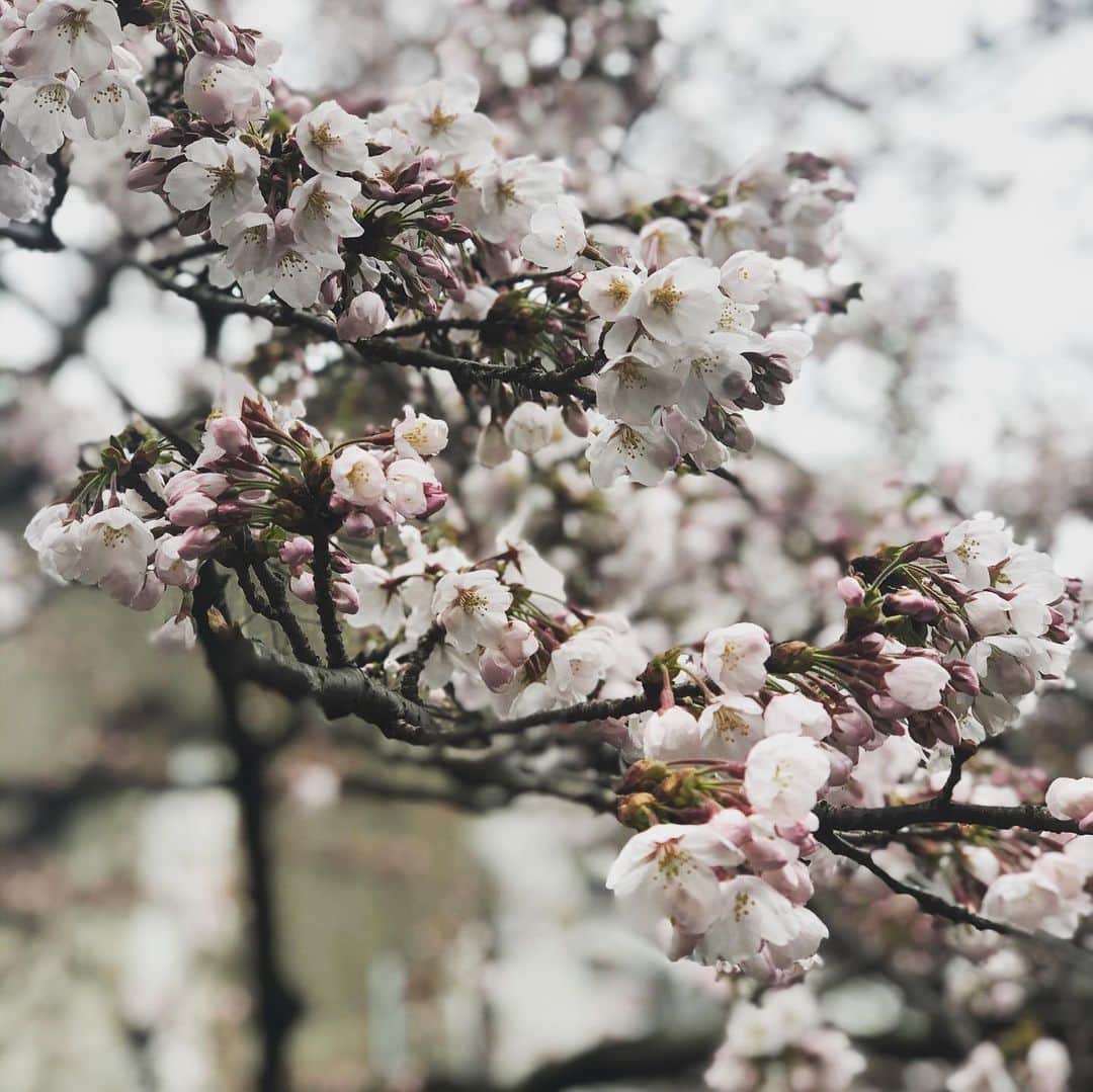 ひうらさとるのインスタグラム：「ちょっと咲きかけの丸っこい桜もかわいいですよね。  #cherryblossom  #socialdistance  #stayathome」
