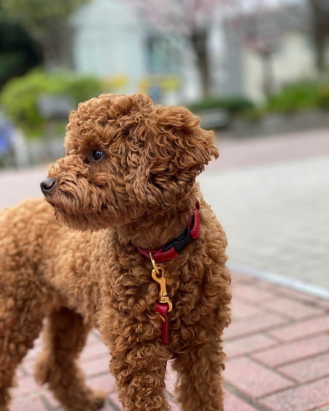 五味隆典さんのインスタグラム写真 - (五味隆典Instagram)「カメラマンは難しいな😅 本日土曜、日曜は外出自粛の為、ラスカルジムと相模原ヨネクラジムはお休みになります。月曜日から通常通りやります。お間違えのないようにお願いします🐶#コロナ対策」3月28日 11時40分 - takanorigomi