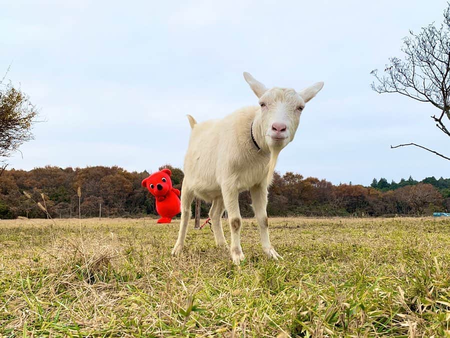 チーバくんのグルメインスタ