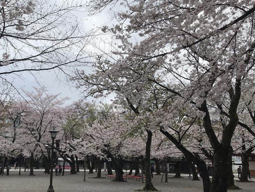 赤平大さんのインスタグラム写真 - (赤平大Instagram)「靖国神社の桜は見頃です。 ガラガラです。 パン屋FACTORYのイートインは満席。 手をアルコールでシュシュっとして、パンをテイクアウト。  #靖国神社 #桜満開 #パン屋 #factory #パンが好き #でも #死ぬほど #太る #今夜も #皇居ラン」3月28日 12時04分 - masaru_akahira