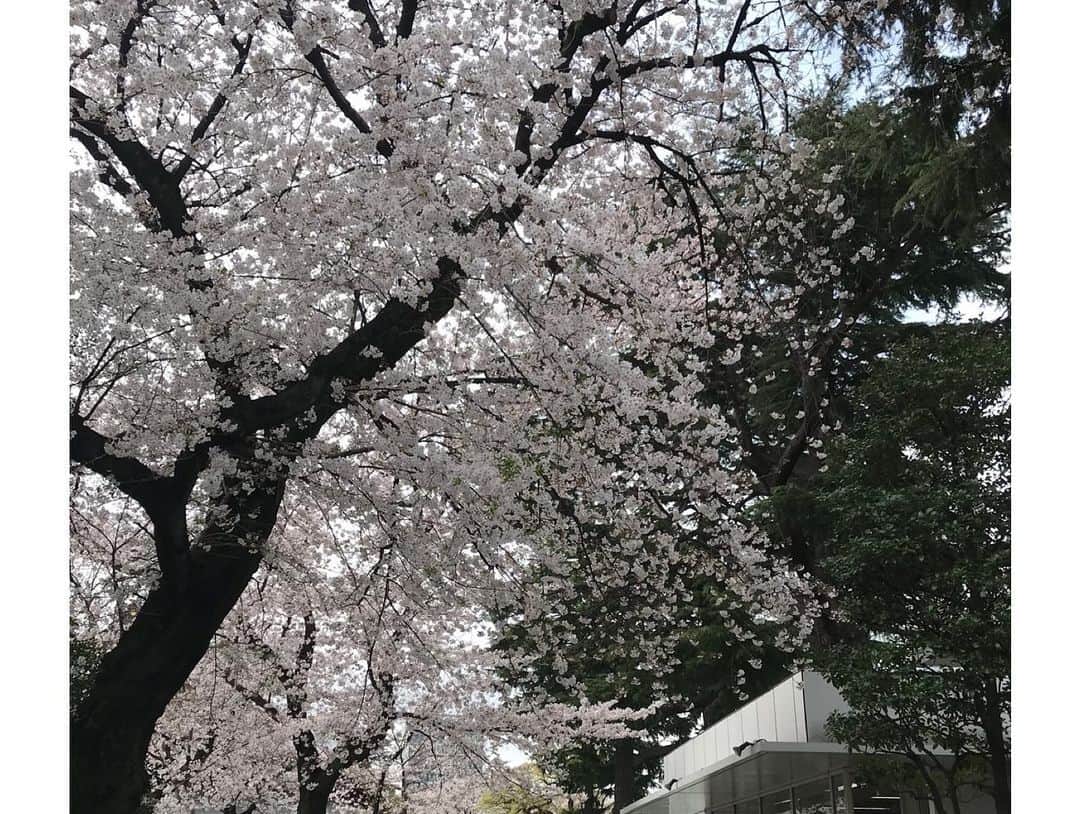 赤平大さんのインスタグラム写真 - (赤平大Instagram)「靖国神社の桜は見頃です。 ガラガラです。 パン屋FACTORYのイートインは満席。 手をアルコールでシュシュっとして、パンをテイクアウト。  #靖国神社 #桜満開 #パン屋 #factory #パンが好き #でも #死ぬほど #太る #今夜も #皇居ラン」3月28日 12時04分 - masaru_akahira