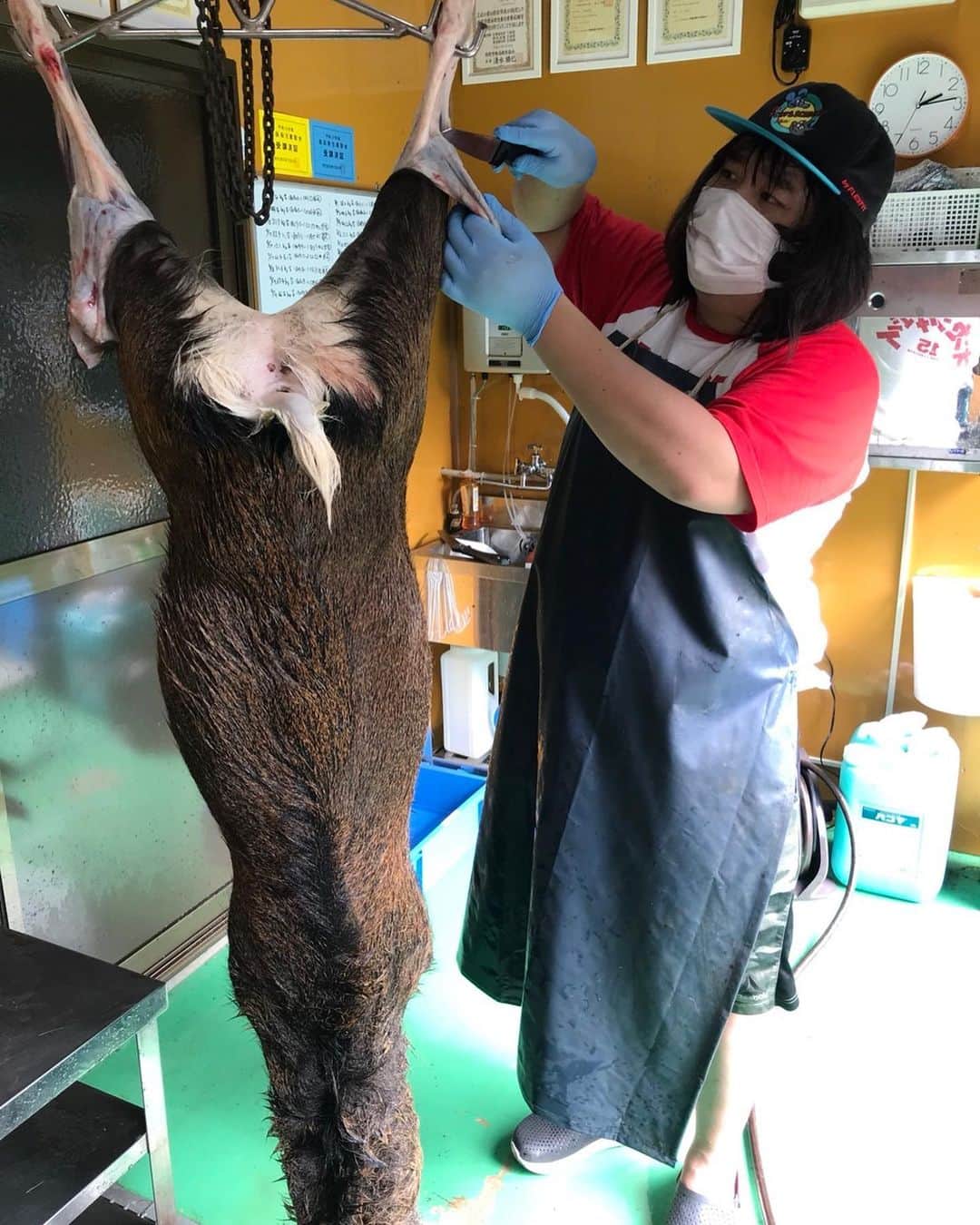 ガリガリガリクソンのインスタグラム：「朝から暗いニュースばかりで😢 こんな時こそ買い占めとか本間に辞めて欲しい😢 買い占めなくても食糧は沢山あるってニュースでも言ってたよ💦 同じ人間同士助け合う時だと思う😣 私は山に入れば害獣駆除の肉は沢山あるっ😘 こんな時、狩猟免許持ってて本間よかったぁ✨ 鹿さんマジめんごっ🦌  #狩りガールと繋がりたい #屠殺場越しの私の世界 #殺処分ゼロ」