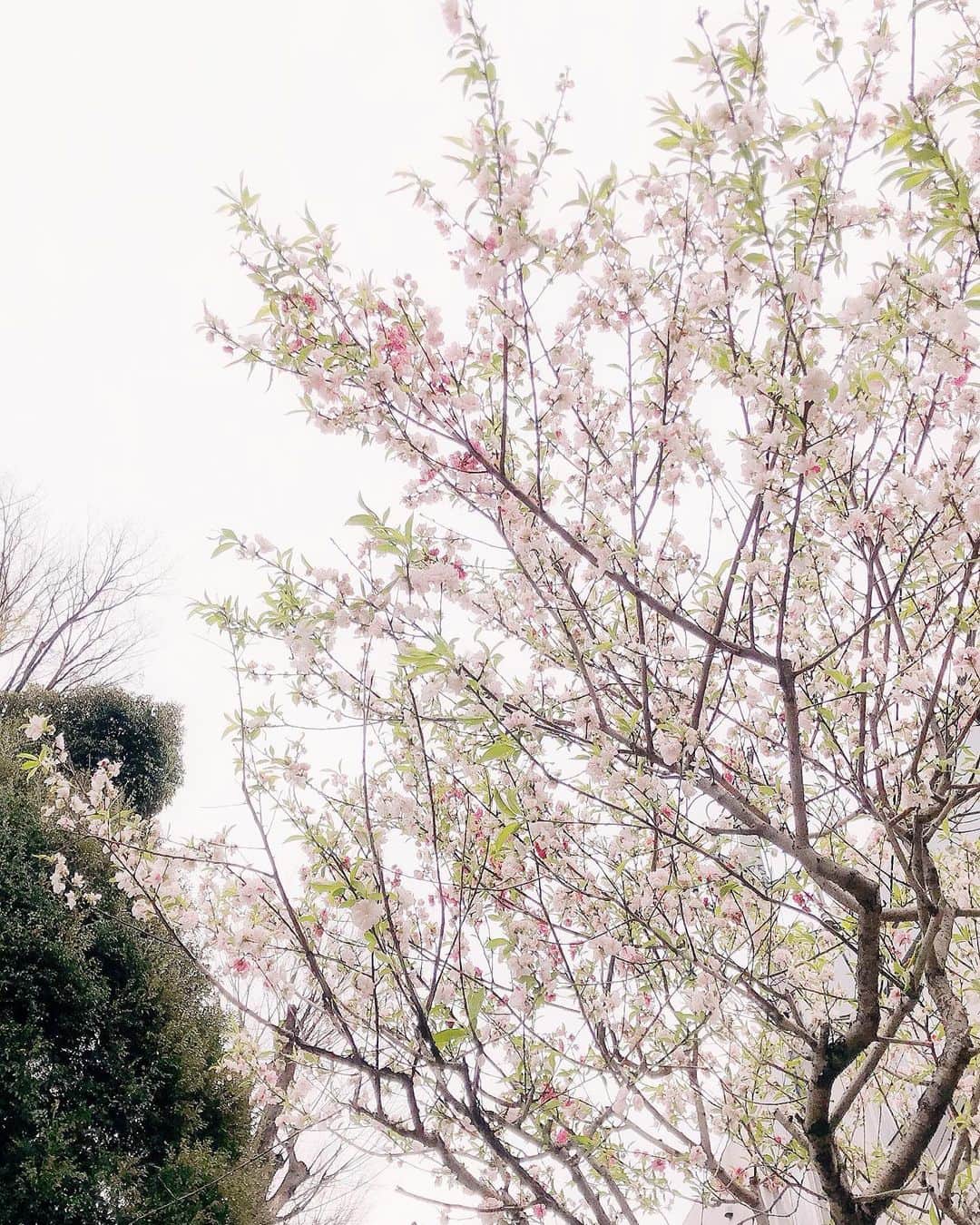 安野希世乃さんのインスタグラム写真 - (安野希世乃Instagram)「🌸 今週はお仕事の道すがら、 たくさん桜に会えたなあ。  お家でみたらし団子を食べながら、 お花見気分🌸🍡 #お花見」3月28日 12時16分 - kiyonon_at_home