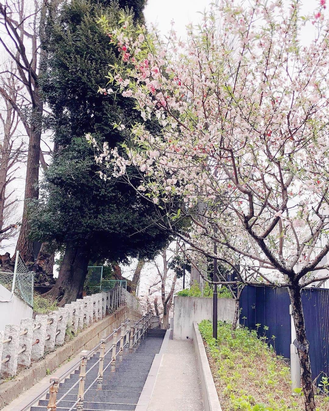 のインスタグラム：「🌸 今週はお仕事の道すがら、 たくさん桜に会えたなあ。  お家でみたらし団子を食べながら、 お花見気分🌸🍡 #お花見」