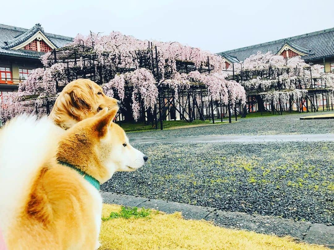 篠原信一さんのインスタグラム写真 - (篠原信一Instagram)「しだれ桜が綺麗やろ🌸 ちょっとどこ見てるのよ❗️ 桜を見なさいよ😓 #柴犬 #しばいぬ #ゴールデンレトリバー #小鉄とニコの大冒険  #shibainu #goldenretriever #いぬすたぐらむ #いぬのいる暮らし #犬との暮らし #しだれ桜」3月28日 12時19分 - kotetu__niko