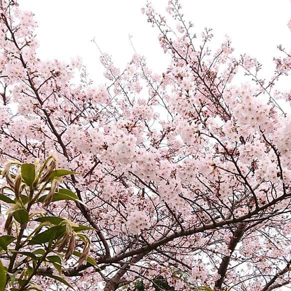 大地真央さんのインスタグラム写真 - (大地真央Instagram)「自宅から見える満開の桜🌸 今日はちょっと曇り空🌥 でも、桜の美しさは毎年変わりなく、 特に今年は気持ちを癒してくれます🌸 1日も早く、みんなが穏やかな気持ちでいられる 日々が戻りますように…💗 . #桜 🌸 #満開　🌸🌸🌸🌸🌸 #大地真央 撮影📱 #MAODAICHI」3月28日 12時20分 - daichimao_official