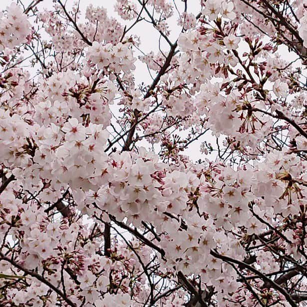 大地真央さんのインスタグラム写真 - (大地真央Instagram)「自宅から見える満開の桜🌸 今日はちょっと曇り空🌥 でも、桜の美しさは毎年変わりなく、 特に今年は気持ちを癒してくれます🌸 1日も早く、みんなが穏やかな気持ちでいられる 日々が戻りますように…💗 . #桜 🌸 #満開　🌸🌸🌸🌸🌸 #大地真央 撮影📱 #MAODAICHI」3月28日 12時20分 - daichimao_official