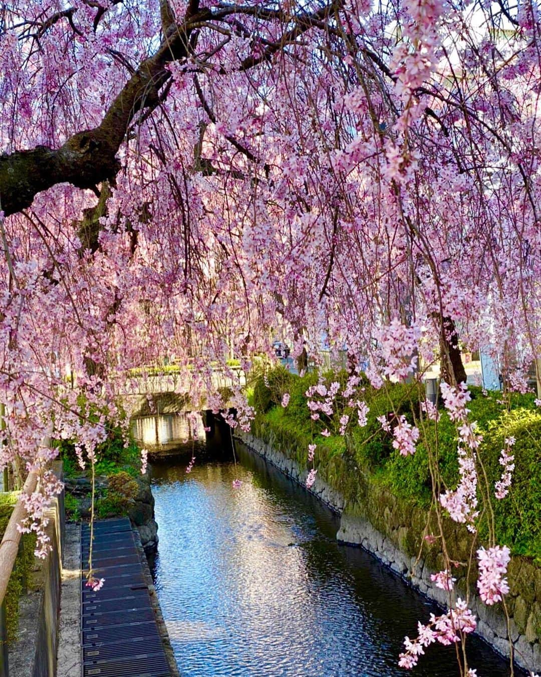 黒田麻理耶さんのインスタグラム写真 - (黒田麻理耶Instagram)「﻿. 宇都宮で桜鑑賞🌸🌸🌸 . インスタでいろいろ探して、 この桜スポットを見つけたときは嬉しくって テンション上がって撮った一枚📸 釜川の枝垂れ桜です🥺👏🌸 . 調べたところ、例年桜の季節には川床が設置されて 「かまがわ川床まつり」が開催されるようですが、 今年は残念ながら中止😞 . でも人もほとんど居なかったし、 桜×釜川の画がすごく綺麗で感動した〜😆👏🌸✨ （桜は2020年3月25日の写真です🌸） . #釜川  #枝垂れ桜  #桜  #お花見 #栃木  #宇都宮  #栃木観光  #宇都宮観光 #株式会社marquee  #marquee遠足 #遠足  #大人の遠足」3月28日 12時30分 - mariya_kuroda