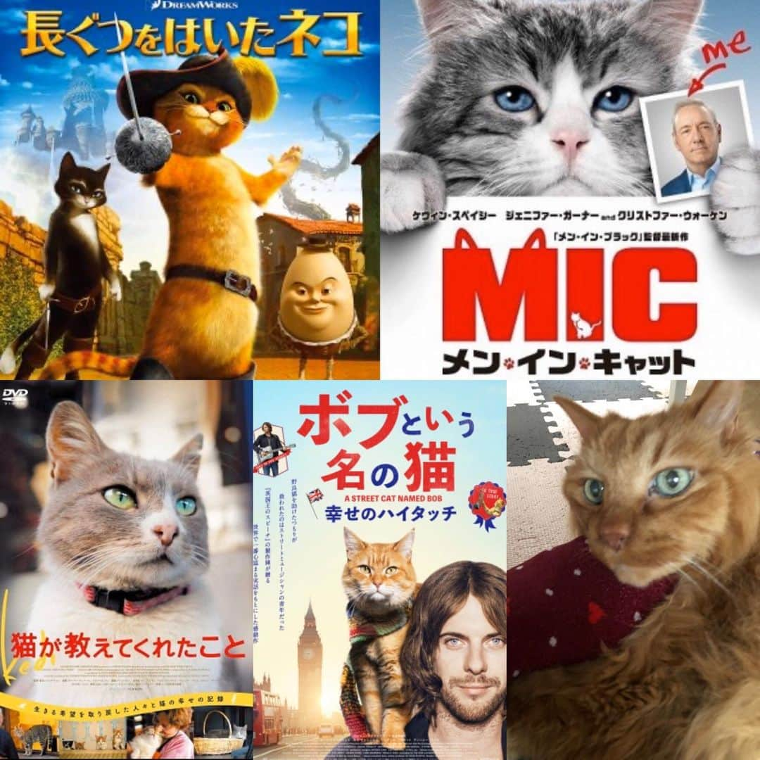 伊藤さとりさんのインスタグラム写真 - (伊藤さとりInstagram)「自宅で猫に溺れる映画4本を。 「長ぐつをはいたネコ」 アントニオ・バンデラスの声でゴロゴロ。 「メン・イン・キャット」 馬鹿馬鹿しさに笑いながら ケビン・スペイシーを懐かしむ。 「猫が教えてくれたこと」 世界のツンデレ猫に萌え萌え。 「ボブという名の猫」 猫がアゲマンで感涙！  で、うちもデレデレゴロゴロ。  #猫 #猫好きさんと繋がりたい  #猫部 #猫の出る映画  #猫映画 #映画 #dvd #dvd鑑賞  #ホームシアター #おすすめ映画  #長ぐつをはいたネコ  #メンインキャット  #ボブという名の猫  #洋画 #旧作 #癒される  #笑える #感動作 #cat  #movie #cinema #シネマ  #さとりオススメ映画」3月28日 12時40分 - ito_satori