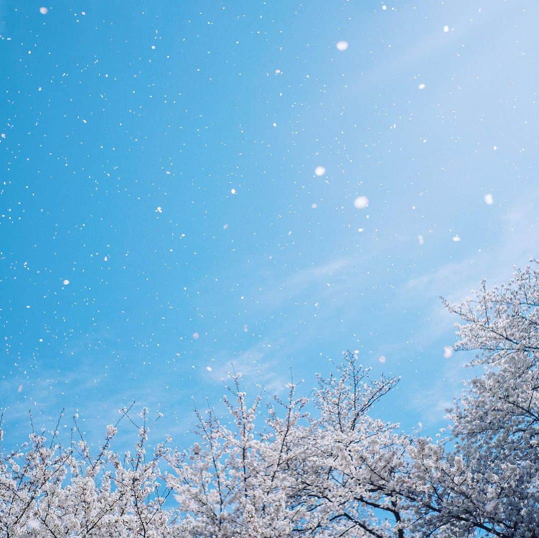 Naokoのインスタグラム：「昨年桜🌸💕* * 明日は雪が降るみたいだね 春の雪 ちょっと楽しみ  皆さまお気をつけて暖かくお過ごし下さい💫」