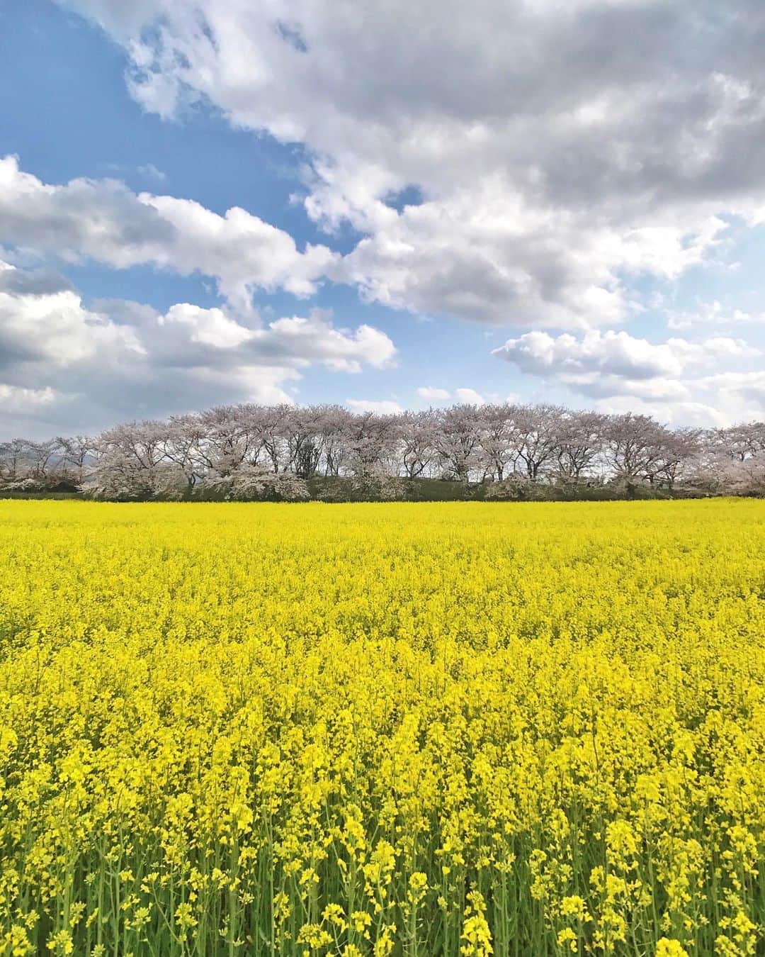 Koichiのインスタグラム：「| Spring collaboration . Still, spring goes on... . #Hellofrom #Nara . #ShotOniPhone Attachment lens by @tokyo_grapher #TG_Wide #ShotOn_TG .」
