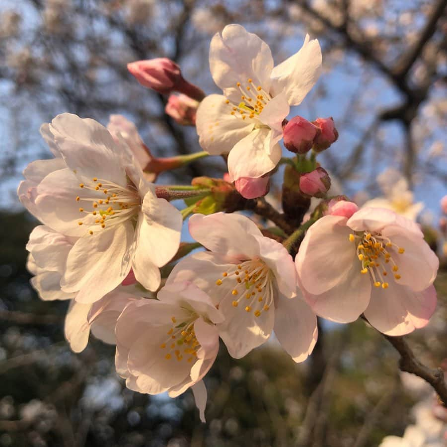 純名里沙さんのインスタグラム写真 - (純名里沙Instagram)「いろいろと考え過ぎて頭が痛くなりそうなので😅先日、ソロでお散歩の時に撮った満開の桜を眺めて癒されてます🌸 ・ 明日はなんと雪☃️❄️の予報❗️ 今日の雨ですでにさくら吹雪が舞っていたから、明日で散っちゃうかな。。 皆さま、どうぞ暖かくしておやすみください💤🌙✨ ・ #さくら #桜 #cherryblossom  #花は癒し #ありがとう #来年はお花見できますように  #🌸」3月28日 22時29分 - risajunna3158