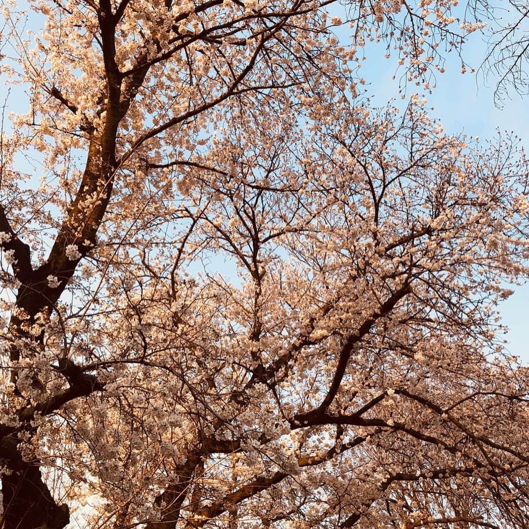 純名里沙さんのインスタグラム写真 - (純名里沙Instagram)「いろいろと考え過ぎて頭が痛くなりそうなので😅先日、ソロでお散歩の時に撮った満開の桜を眺めて癒されてます🌸 ・ 明日はなんと雪☃️❄️の予報❗️ 今日の雨ですでにさくら吹雪が舞っていたから、明日で散っちゃうかな。。 皆さま、どうぞ暖かくしておやすみください💤🌙✨ ・ #さくら #桜 #cherryblossom  #花は癒し #ありがとう #来年はお花見できますように  #🌸」3月28日 22時29分 - risajunna3158
