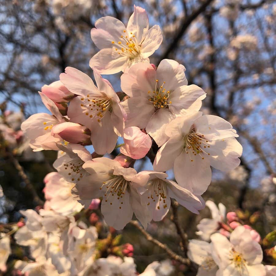 純名里沙さんのインスタグラム写真 - (純名里沙Instagram)「いろいろと考え過ぎて頭が痛くなりそうなので😅先日、ソロでお散歩の時に撮った満開の桜を眺めて癒されてます🌸 ・ 明日はなんと雪☃️❄️の予報❗️ 今日の雨ですでにさくら吹雪が舞っていたから、明日で散っちゃうかな。。 皆さま、どうぞ暖かくしておやすみください💤🌙✨ ・ #さくら #桜 #cherryblossom  #花は癒し #ありがとう #来年はお花見できますように  #🌸」3月28日 22時29分 - risajunna3158