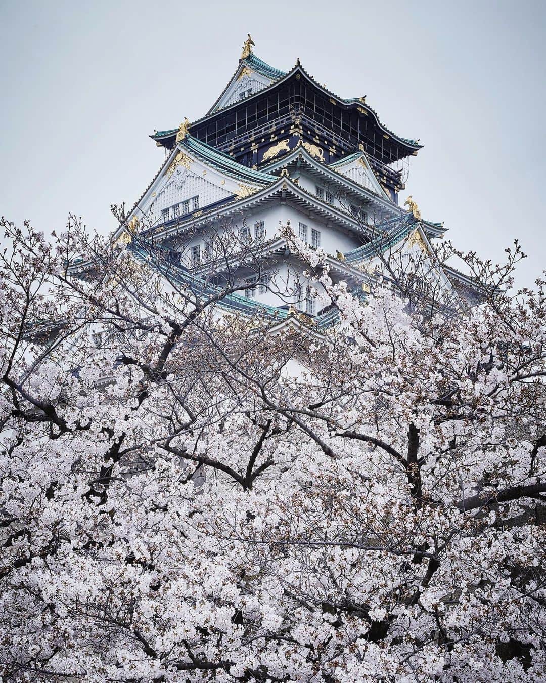 Najiiのインスタグラム：「Osaka Castle - - - #instagramjapan #canonglobal #teamcanon #tokyocameraclub #東京カメラ部 #mycanon #canonasia #photo_shorttrip #lovers_nippon #pics_jp #visitjapanjp #unknownjapan #thediscoverer #sakura #桜　#サクラ#eos #my_eos_photo  #osaka #大阪城#大阪 #japan」