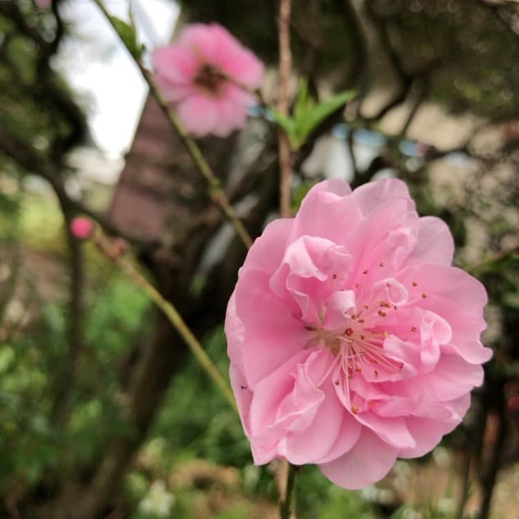 おーせさんのインスタグラム写真 - (おーせInstagram)「丸2年花をつけなかった花桃が去年の春からお花を咲かせるようになりました！！ かわいくて大好きなお花です！！！」3月28日 22時27分 - oosedon