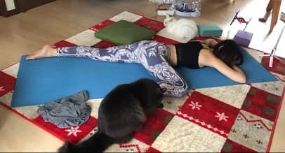 おーせさんのインスタグラム写真 - (おーせInstagram)「オンラインでアメリカに住む先生のレッスンをうけてたらいつも通りにゃんこたちがくる♡♡ yoga with cat  体がめっちゃ伸びたー！！！」3月28日 22時32分 - oosedon