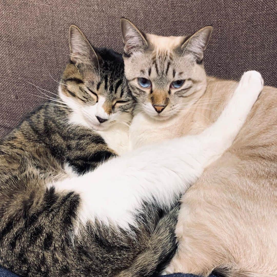 AO のインスタグラム：「🐈 まっちゃんの美脚です #稲葉と松本#猫#うちの猫#stayhome」