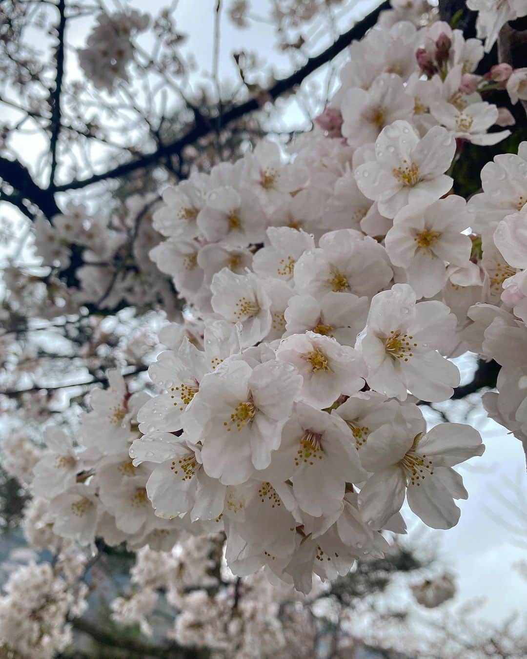 吉田佳菜さんのインスタグラム写真 - (吉田佳菜Instagram)「ㅤㅤㅤㅤㅤㅤㅤㅤㅤㅤㅤㅤㅤ ㅤㅤㅤㅤㅤㅤㅤㅤㅤㅤㅤㅤㅤ 雨上がりに花びらに水滴がついてるのが綺麗で 昔から好き😊 来年はお花見ができるといいなぁ ㅤㅤㅤㅤㅤㅤㅤㅤㅤㅤㅤㅤㅤ ㅤㅤㅤㅤㅤㅤㅤㅤㅤㅤㅤㅤㅤ #桜 #cherryblossom  ㅤㅤㅤㅤㅤㅤㅤㅤㅤㅤㅤㅤㅤ」3月28日 23時03分 - yshdkana