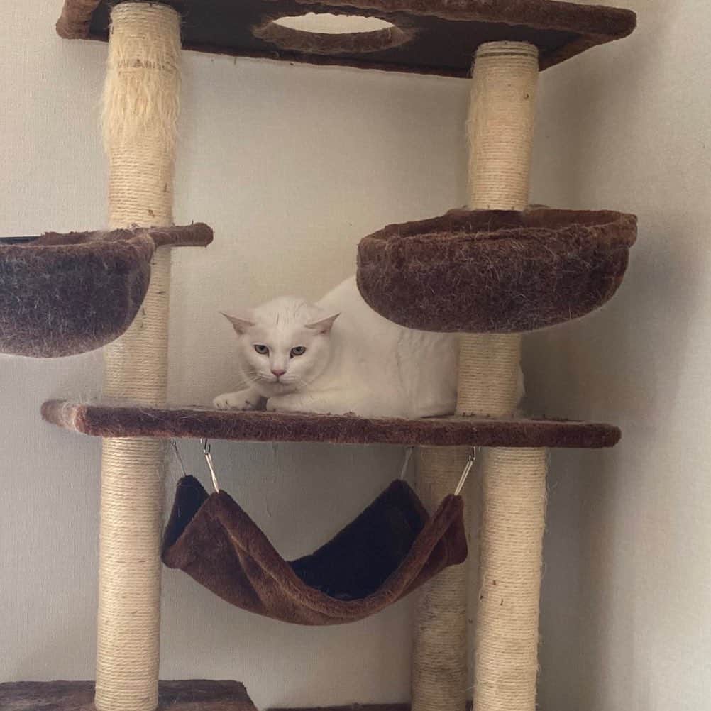 金巻ともこさんのインスタグラム写真 - (金巻ともこInstagram)「お客様におびえる白い猫  #kurohakuchai #whitecat #cat #catstagram #白猫」3月28日 14時30分 - tomotomoco