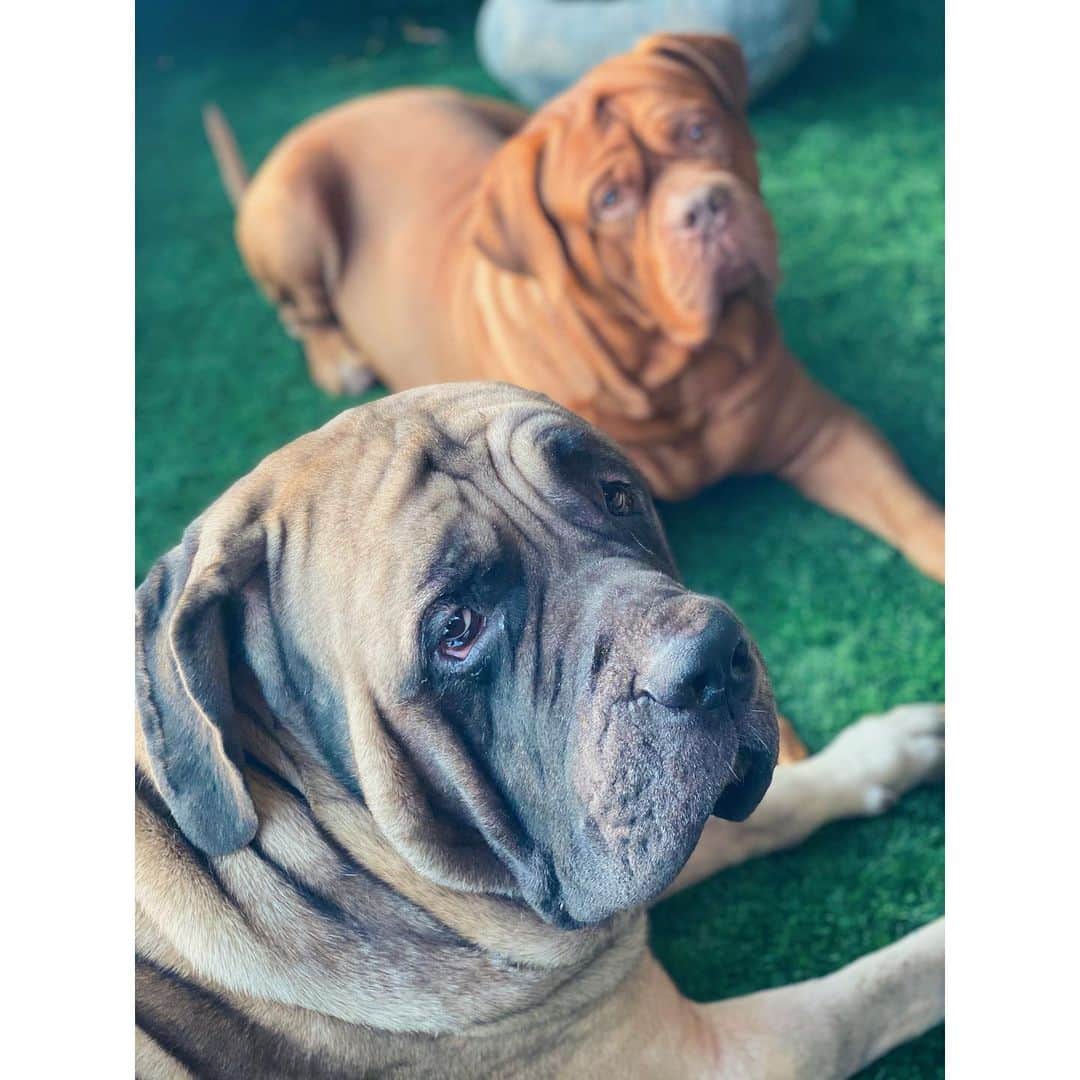 アリア・バットのインスタグラム：「Time to show off some photography.. Ufff!💗 #lovethypet」