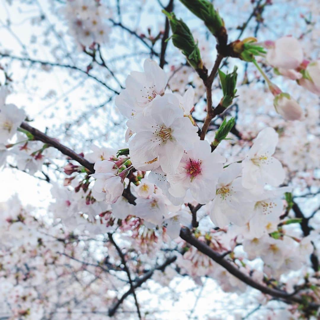 並川花連さんのインスタグラム写真 - (並川花連Instagram)「🌸🌸🌸」3月28日 14時49分 - kareurn