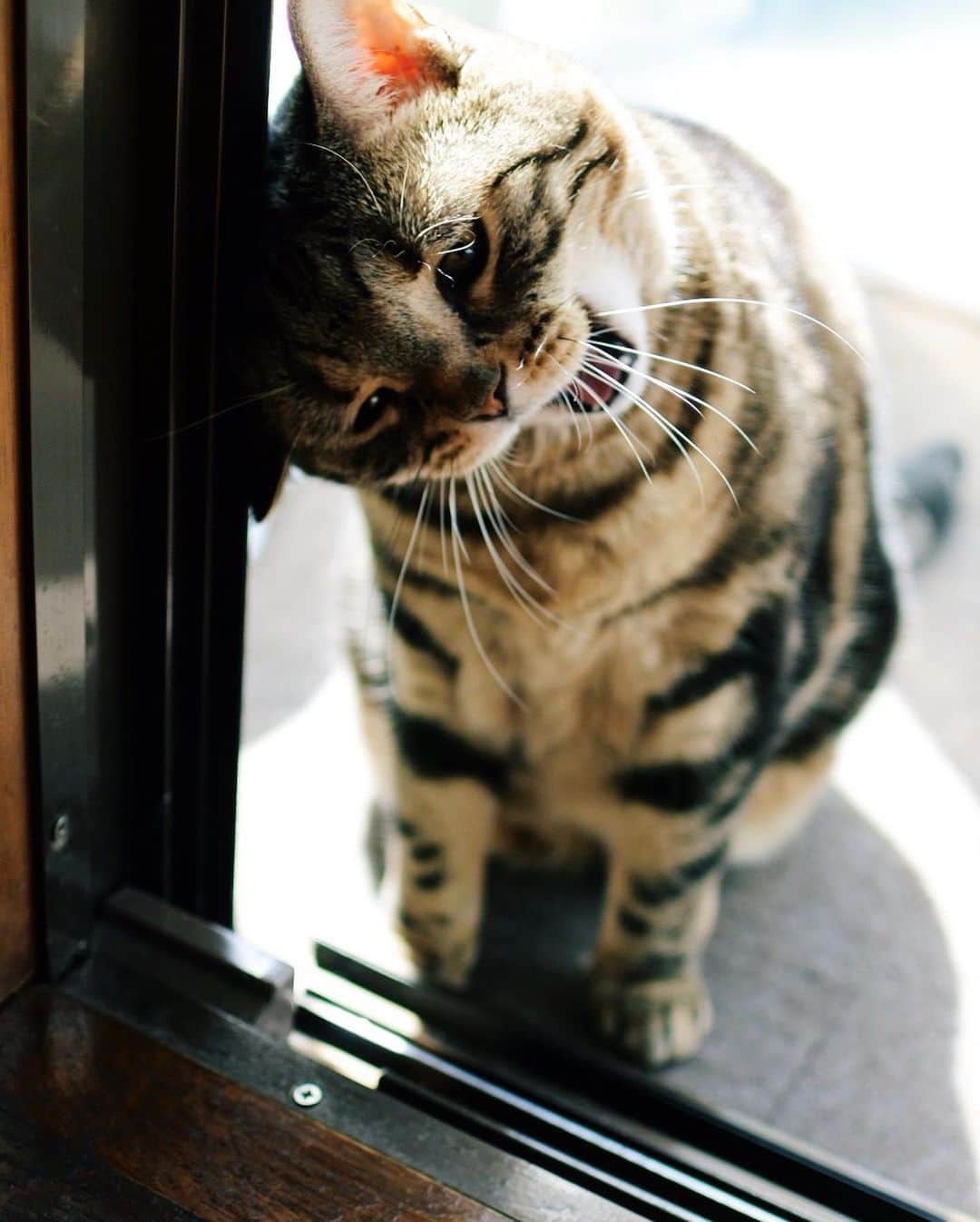 sancheloveさんのインスタグラム写真 - (sancheloveInstagram)「スリスリしながら「あー」ってアクビしちゃう、つくねさん。 #kitty#catstagram#catstagram_japan#petstagram#picneko#instacat#meow#catoftheday#catofworld#ilovemycat#funnycat#猫#ねこ#にゃんこ#みんねこ#にゃんだふるらいふ#ふわもこ部#にゃんこ#PECOねこ部#ねこまみれ#ねこ休み展#americanshorthair#アメショ#アメリカンショートヘア#ねこのいる暮らし Tsukune」3月28日 15時03分 - sanchelove