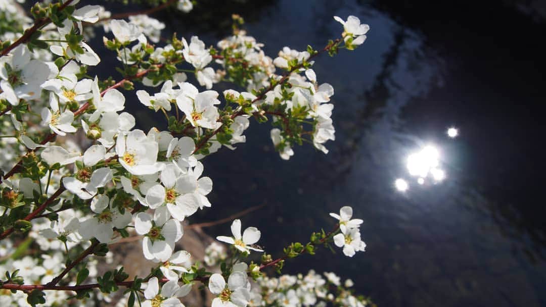 白井珠希のインスタグラム：「* * 春によく見かけるお花｢ユキヤナギ｣。 白い小さなお花がたくさん咲いている姿が、遠くから見ても、近くから見ても可愛くて好きです🌼 * * #ユキヤナギ #花 #春の花 #春 #心に花を#花のある暮らし #癒し #白い花 #水面 #オリンパスペン #オリンパス倶楽部 #instaflower #flowerstagram #flowers #stayhome #instagood #whiteflowers #flowerphotography #instagramjapan #japan_of_insta #japan_daytime_view #olympuspen」