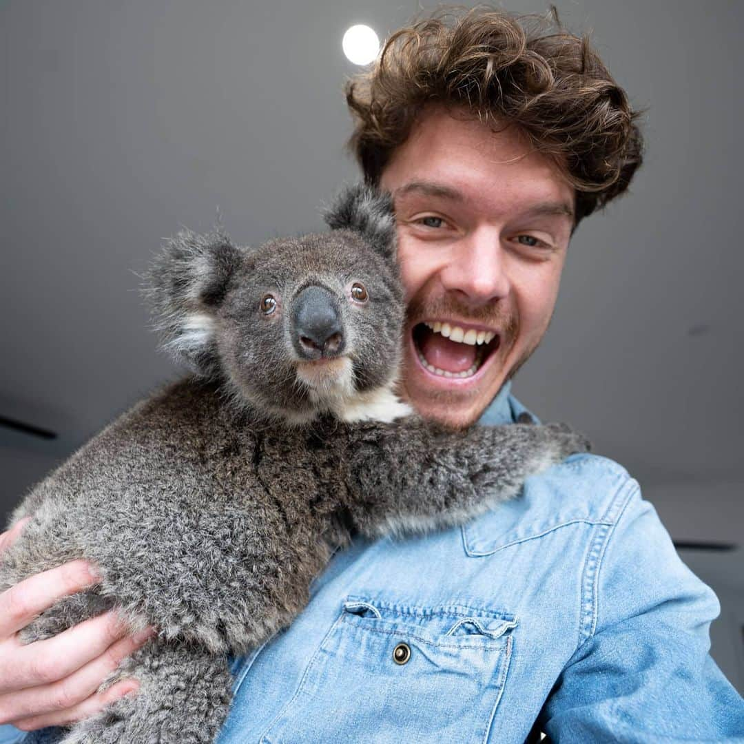 アラン・ディクソンさんのインスタグラム写真 - (アラン・ディクソンInstagram)「This little koala named Ralph has a second chance. Rescued during the fires and now being cared for at Kangaroo Island Wildlife Park. Unbelievably they raised $2.6 million in their rescue and rehabilitation efforts for wildlife on the island. So financially I think they’re fine. Even the Australian Army arrived to build a new animal hospital and enclosures to house the koalas in care. They have treated over 600 koalas in the last three months.⁣ ⁣ Some more facts,⁣ Last week they released 104 koalas back into the wild which is amazing! They currently have 15 baby koalas in round the clock feeding and care. Soon to be scheduled for training, soft release then release. So not all is lost, there is hope from this bushfire.⁣ ⁣ Keep up the awesome work @kiwildlifepark⁣ ⁣ 🐾☺️⁣⁣ #bushfireaustralia #australianbushfires #australiabushfire #austrlianbushfire #bushfire #bushfireseason #nswfires #nswbushfires #sydney #perth #melbourne #goldcoast #animalrescue #kangaroos #koala #quokka #kangarooisland #brisbane #darwin #australiafires #victoria #melbourne #adelaide #australia #queensland #climatechange #joey #bushfiresa #kanagroowildlifepark」3月28日 15時13分 - daxon