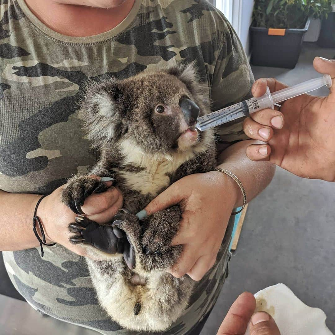 アラン・ディクソンさんのインスタグラム写真 - (アラン・ディクソンInstagram)「This little koala named Ralph has a second chance. Rescued during the fires and now being cared for at Kangaroo Island Wildlife Park. Unbelievably they raised $2.6 million in their rescue and rehabilitation efforts for wildlife on the island. So financially I think they’re fine. Even the Australian Army arrived to build a new animal hospital and enclosures to house the koalas in care. They have treated over 600 koalas in the last three months.⁣ ⁣ Some more facts,⁣ Last week they released 104 koalas back into the wild which is amazing! They currently have 15 baby koalas in round the clock feeding and care. Soon to be scheduled for training, soft release then release. So not all is lost, there is hope from this bushfire.⁣ ⁣ Keep up the awesome work @kiwildlifepark⁣ ⁣ 🐾☺️⁣⁣ #bushfireaustralia #australianbushfires #australiabushfire #austrlianbushfire #bushfire #bushfireseason #nswfires #nswbushfires #sydney #perth #melbourne #goldcoast #animalrescue #kangaroos #koala #quokka #kangarooisland #brisbane #darwin #australiafires #victoria #melbourne #adelaide #australia #queensland #climatechange #joey #bushfiresa #kanagroowildlifepark」3月28日 15時13分 - daxon