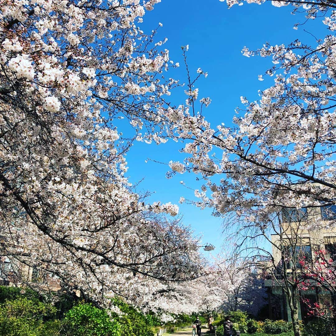 池尻和佳子さんのインスタグラム写真 - (池尻和佳子Instagram)「「東京は満開だよ❗」と姉から送られてきた写真。  今年は、桜を見ても何だか切ない気分になる🌸🌸🌸 「足りない物、何か送ろうか?」と聞くと、「全く問題ないよ～」だと😊✋ 気持ちを強く‼️ウイルスなんか寄せ付けませんよぅに。  #桜 #花見 #外出#自粛 #東京#ベランダ #ソメイヨシノ #少し#寂しい」3月28日 15時05分 - wakako_ikejiri_rkb