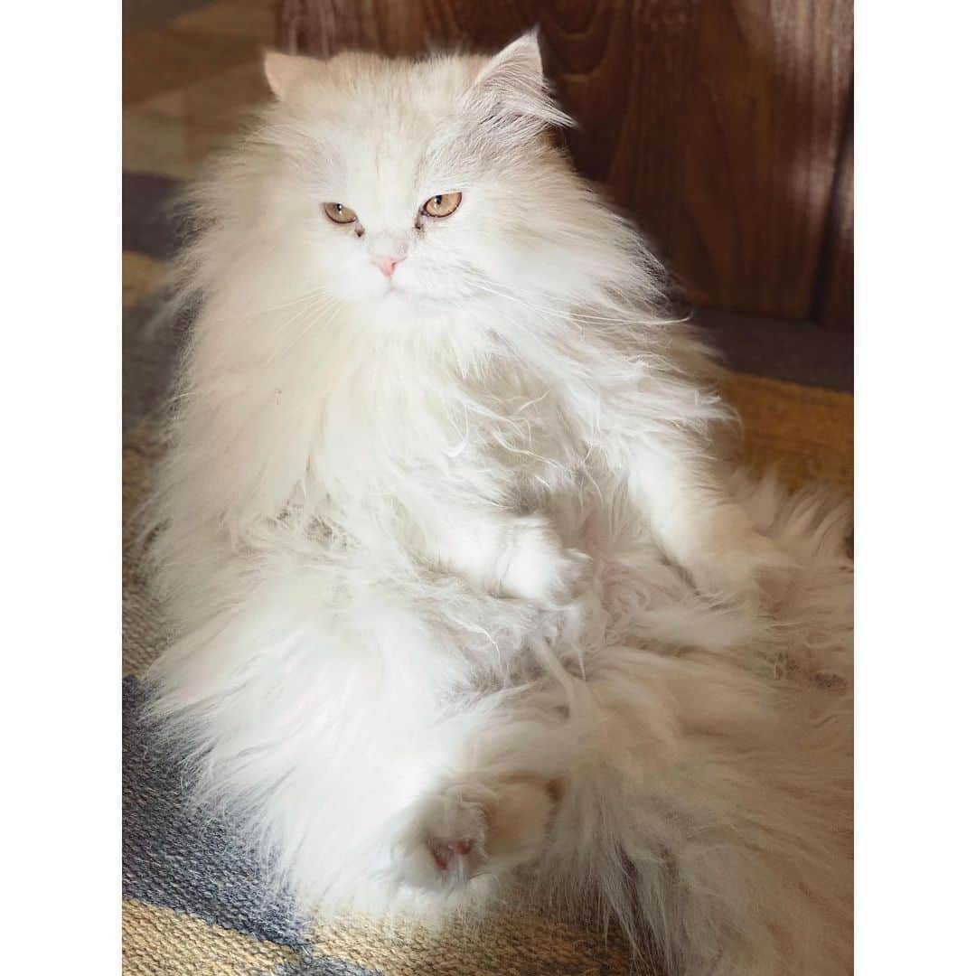 アリア・バットのインスタグラム：「Look at that face!  #lovethypet ☀️☀️」