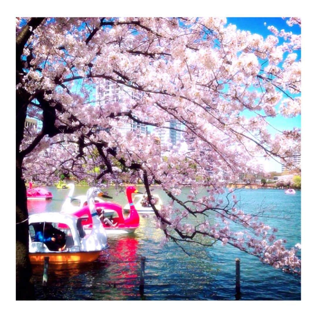 理絵さんのインスタグラム写真 - (理絵Instagram)「数年前の不忍池🦢  #桜 #sakura #cherryblossom #벚꽃 #flowers #flower #꽃 #池 #不忍池 #過去pic #tokyo #japan」3月28日 15時10分 - ____rie____