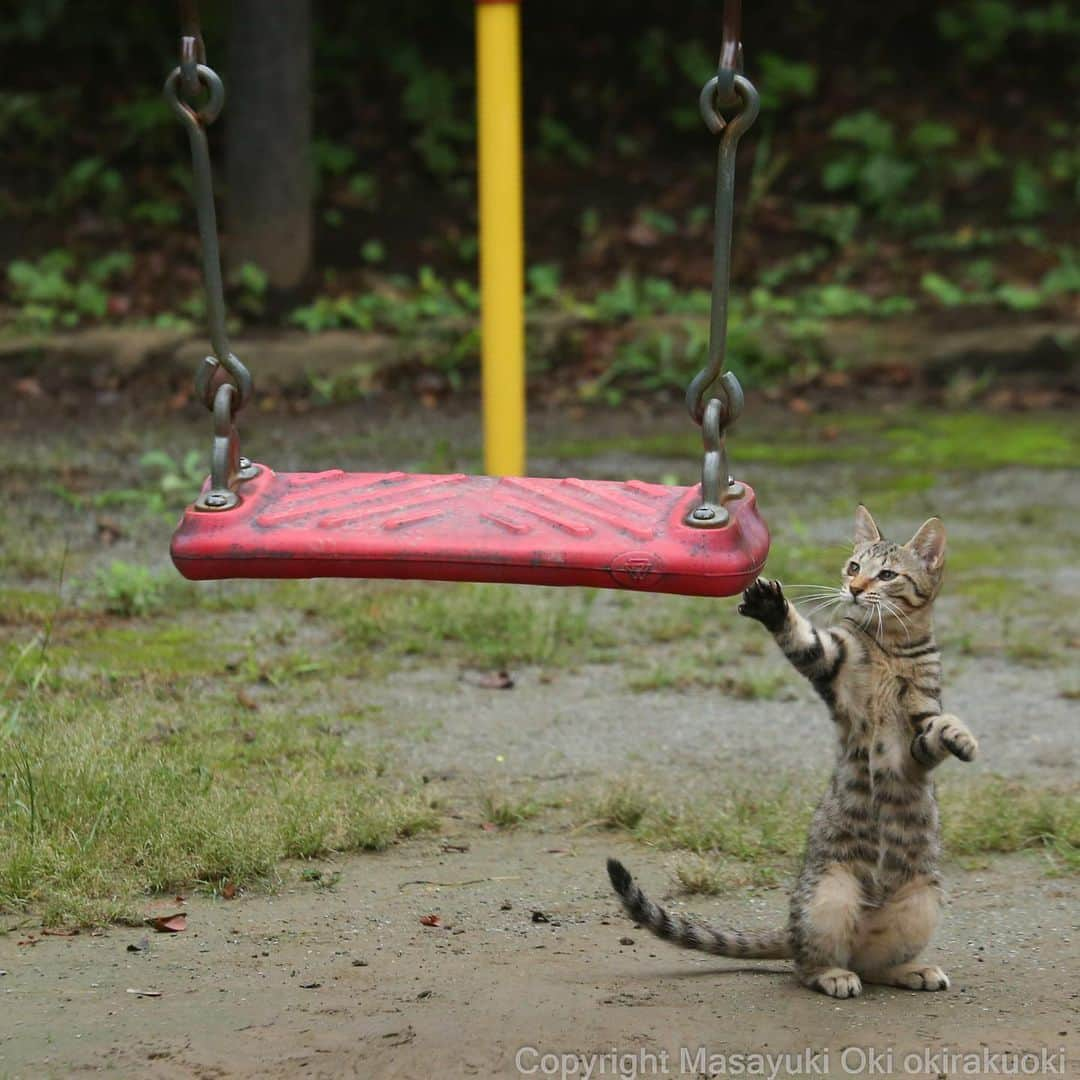 Masayukiさんのインスタグラム写真 - (MasayukiInstagram)「ブランコであそびたい。  #cat #ねこ」3月28日 15時16分 - okirakuoki