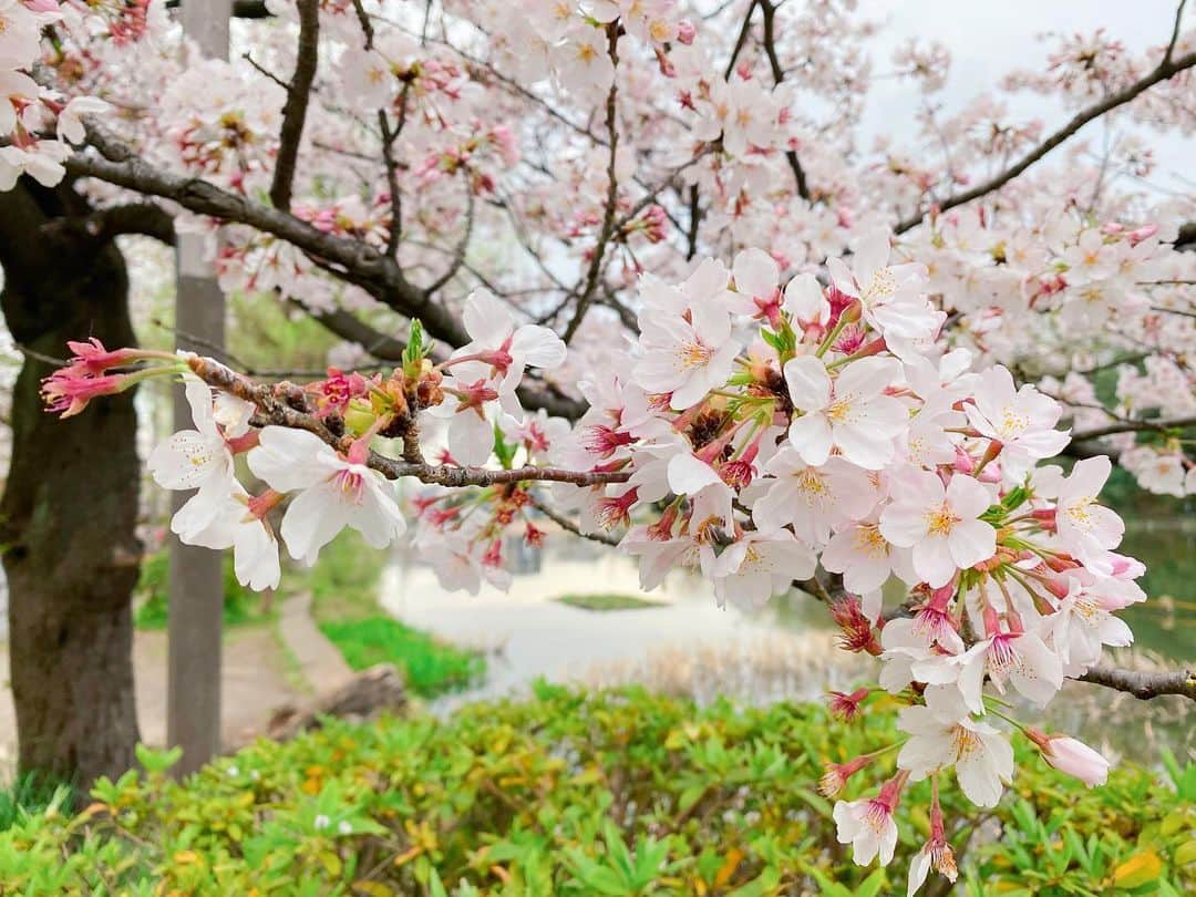 興梠友理さんのインスタグラム写真 - (興梠友理Instagram)「Last cherry blossoms before the rain☔️ Good long walk from home to the park while keeping social distance 👍 ・ 人との接触は避けつつ、雨が降る前にリハビリがてら隣駅の公園へ #ろぎ散歩 。 ・ 家でた時はまた日差しが出てたのに、帰宅と同時に雨降ってきたからギリギリ〜😅 ・ #桜 #🌸 #sakura #cherryblossom #cherryblossoms」3月28日 15時35分 - yuri_rogi