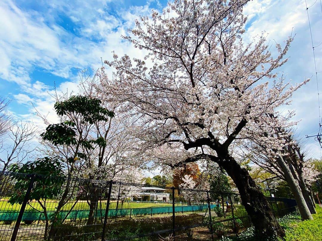 興梠友理のインスタグラム：「Last cherry blossoms before the rain☔️ Good long walk from home to the park while keeping social distance 👍 ・ 人との接触は避けつつ、雨が降る前にリハビリがてら隣駅の公園へ #ろぎ散歩 。 ・ 家でた時はまた日差しが出てたのに、帰宅と同時に雨降ってきたからギリギリ〜😅 ・ #桜 #🌸 #sakura #cherryblossom #cherryblossoms」