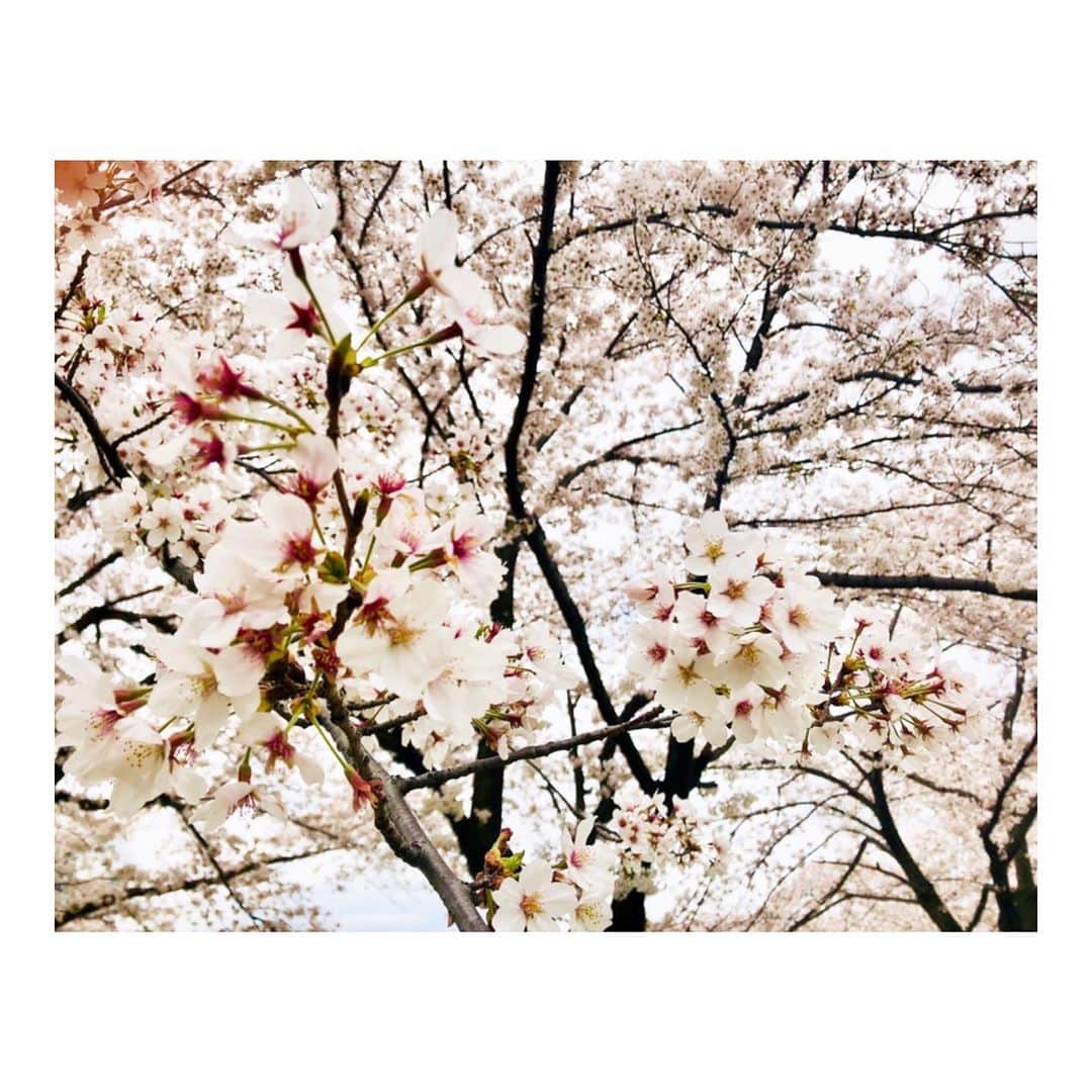 菅野莉央のインスタグラム：「皆さんどんな風に過ごされてますか？😊﻿ ﻿ この時期に何を載せるのが良いのかなと、﻿ ちょっと迷っちゃうのですが...。﻿ ﻿ 先日撮った、近所の桜をおすそ分け🌸﻿ ﻿ おうち時間を楽しみつつ﻿ 最大限、気をつけましょうね💪﻿ ﻿ ﻿ 코로나 조심하시길...🙏﻿ 벚꽃🌸 ﻿ ﻿ #おうち時間 #桜  #벚꽃 #sakura」