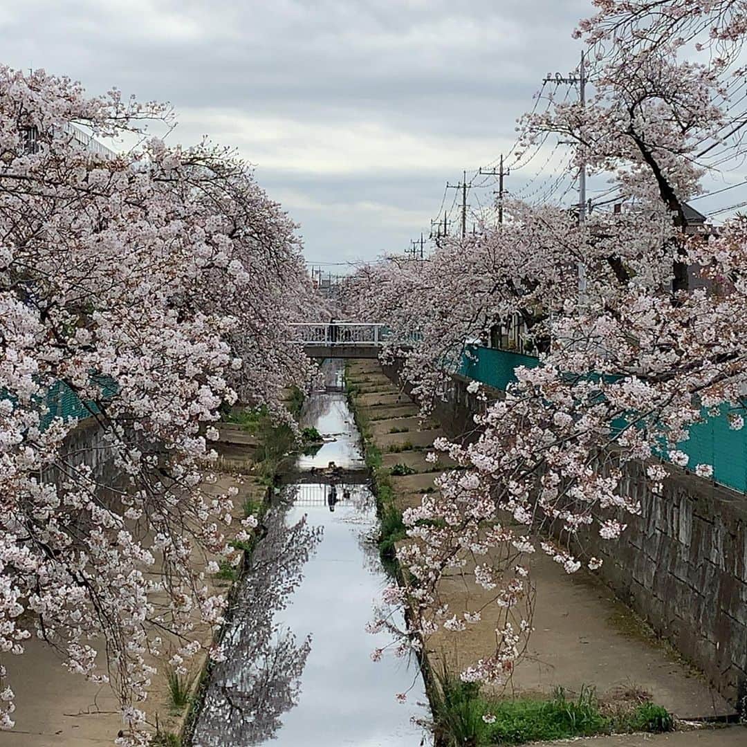 Kachimo Yoshimatsuさんのインスタグラム写真 - (Kachimo YoshimatsuInstagram)「自宅の近所は隠れた桜の名所。 満開になりました。 #偽目黒川　#川口市　#kawaguchi」3月28日 15時51分 - kachimo