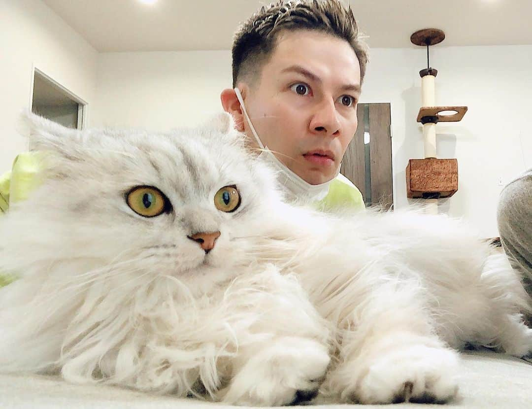 JOYさんのインスタグラム写真 - (JOYInstagram)「Same face😳🙀👍✨. #cat #catstagram #catlover #lifewithcats #catlife」3月28日 15時52分 - joy.official