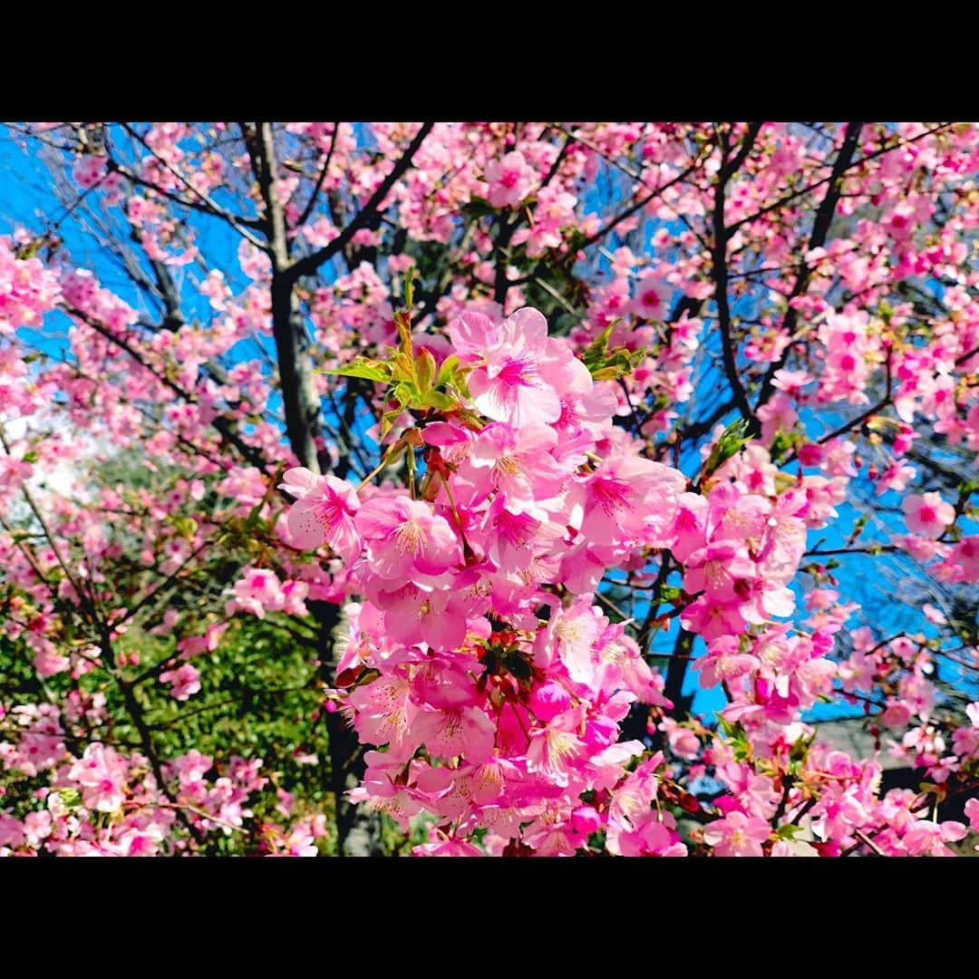 ベッキーさんのインスタグラム写真 - (ベッキーInstagram)「大好きな場所『にじいろジーン』本当にありがとうございました。 大切な回に呼んでいただけて、嬉しかったです。 バイバイ！ またね！ ジーンちゃんも世界中をおつかれさまー！  追伸　ぐっさんと見た桜、きれいでした。」3月28日 16時12分 - becky_dayo