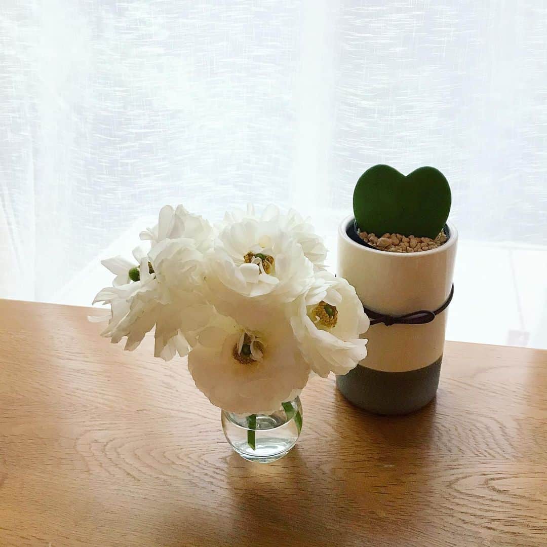 のインスタグラム：「. 明日、雪が降るかも…☃️ ってホントですかぁ？？？ 庭に咲いたラナンキュラスを部屋へ🤍 . . . #明日は雪かも #ホントですか #ラナンキュラス #庭に咲いても誰も見てあげないから #部屋に飾ろう #ツツジも咲き始めたよ #部屋でお花見  #ラナンキュラスの花言葉 #とても魅力的 #純潔  #花のある暮らし #植物のある暮らし #私の癒し」